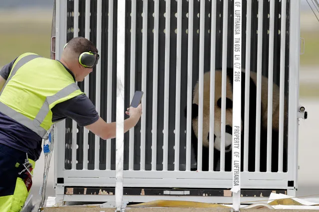 A airport ground staff member takes a photo of the container carrying the giant panda Jiao Qing after the arrival from China at the airport Schoenefeld near Berlin, Saturday, June 24, 2017. Two giant pandas from China have landed safely in Berlin where they are being welcomed by the German capital's mayor and the Chinese ambassador. Meng Meng and Jiao Qing were treated like royalty on their 12-hour-flight from Chengdu in southwestern China – their entourage included a Berlin veterinarian, two Chinese zookeepers and traveling press. The German capital is going nuts over the cute bears, which will first be presented to the public at the zoo on July 6. (Photo by Markus Schreiber/AP Photo)