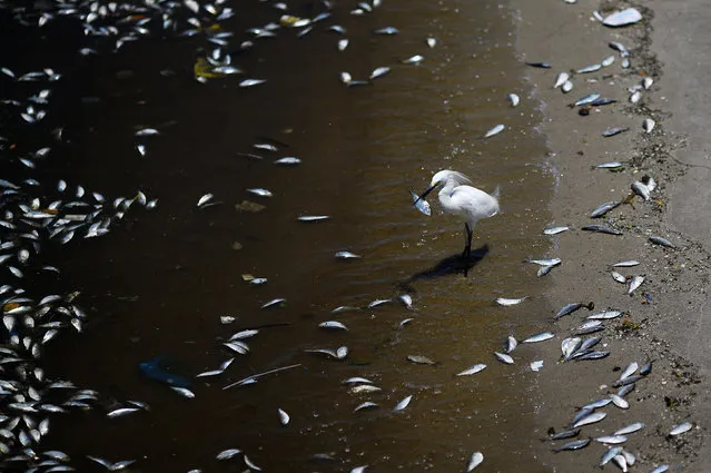A bird eats a fish surrounded by dead fish on the banks of the Guanabara Bay in Rio de Janeiro February 24, 2015. (Photo by Ricardo Moraes/Reuters)
