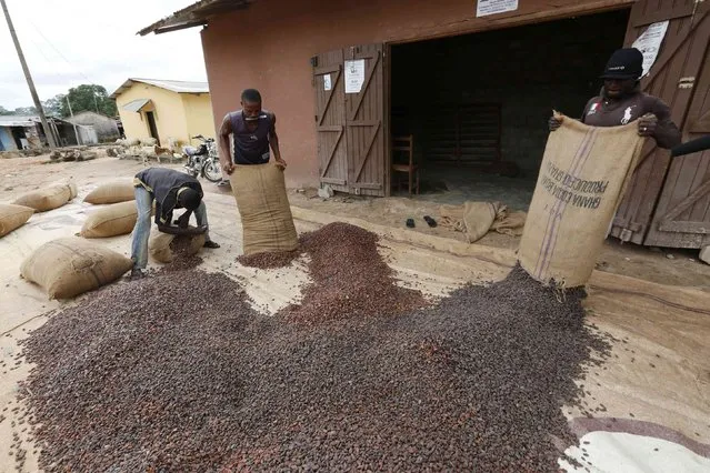 Men pour out cocoa beans to dry in Niable, at the border between Ivory Coast and Ghana, June 19, 2014. The twin deficits mounted and the government finally abandoned its struggle to prop up the currency. That also caused a spike in inflation, which was 15 percent year on year in June, hitting farmers' purchasing power. (Photo by Thierry Gouegnon/Reuters)