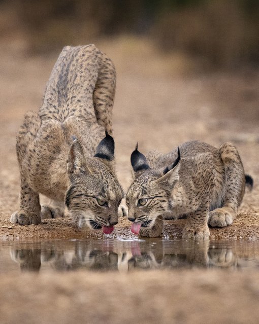 An Iberian lynx kitten follows its mother’s lead, lapping at a water hole in Ciudad Real, south of Madrid in the second decade of November 2024. (Photo by Ricardo Bacchini/Solent News)