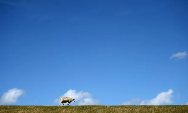 A sheep walks along a dike near Norderfriedrichskoog, Germany, August 11, 2014. (Photo by Daniel Reinhardt/EPA)