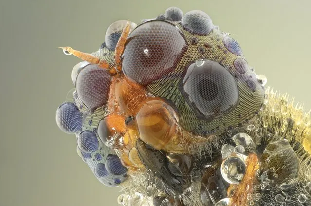 A close-up shot of dews of a soldier fly on August 2014, in Banten, Indonesia. Wildlife photographer takes incredible close-up images of tiny bugs. Yudy Sauw has captured close-up images of creepy crawlies – revealing their disturbing faces. The insects have an assortment bulging eyes and sharp pincers and look grotesque in the face-to-face shots. The miniature-models include a soldier fly, a red ant and a longhorn beetle. (Photo by Yudy Sauw/Barcroft Media)