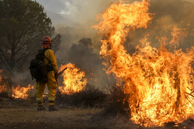A firefighter watches a wildfire near Placenta Canyon Road in Santa Clarita, Calif., Sunday, July 24, 2016. Thousands of homes remained evacuated Sunday as two massive wildfires raged in tinder-dry California hills and canyon. (Photo by Ringo H.W. Chiu/AP Photo)