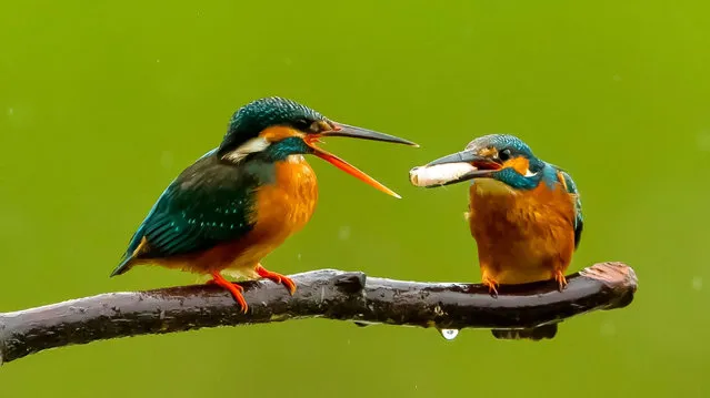 Two kingfishers are seen on a branch in Xindian Town, Fuzhou City, southeast China's Fujian Province on April 11, 2020. (Photo by Xinhua News Agency/Rex Features/Shutterstock)