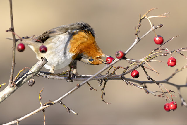 Roberto Ciccardini, 55, captured a robin craning its neck completely upside down to eat a berry from the tree in Alessandria, Italy in the first decade of January 2025, a first for the nature photographer, who has been shooting animals for nearly 20 years. (Photo by Roberto Ciccardini/Solent News)