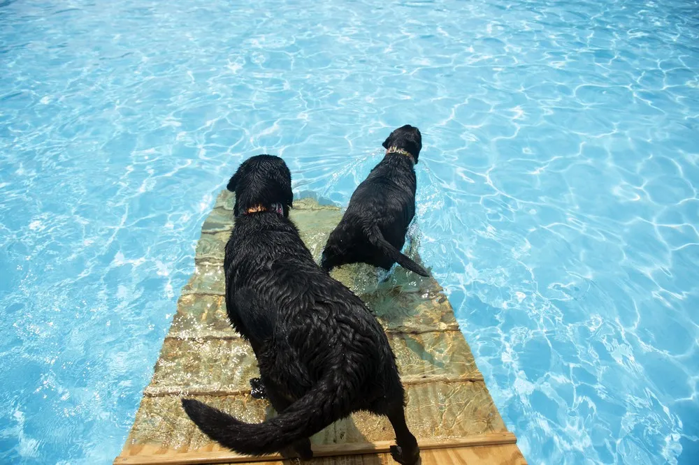 The Week in Pictures: Animals, September 6 – September 13, 2014