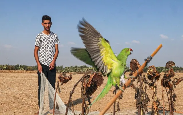 A Palestinian youth traps parakeets, also known as budgies, near the border fence with Israel, east of Khan Yunis in the southern Gaza Strip, on August 21, 2022, to sell in a bird market in the city. (Photo by Said Khatib/AFP Photo)