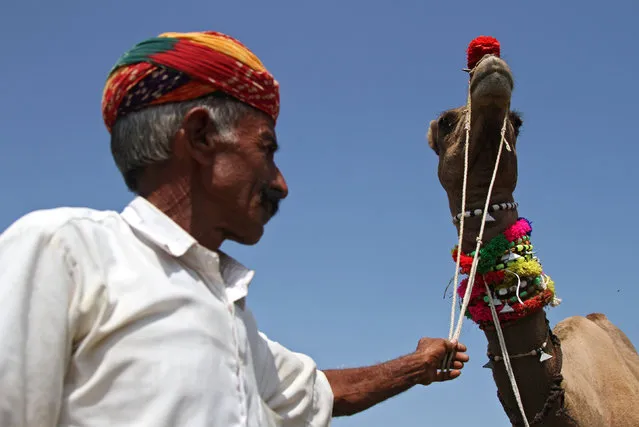 A camel trader holds his camel at the Tejaji Cattle Fair in the village Parbatsar, in the desert state of Rajasthan, India, August 19, 2016. (Photo by Himanshu Sharma/Reuters)