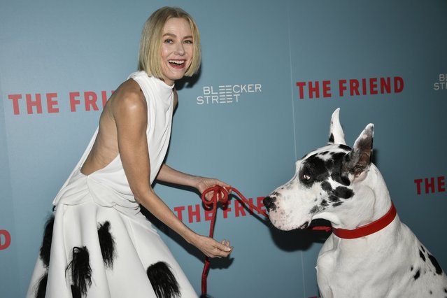 British actress Naomi Watts, left, and Bing the Great Dane attend the premiere of “The Friend” at IPIC Theaters on Monday, March 24, 2025, in New York. (Photo by Evan Agostini/Invision/AP Photo)
