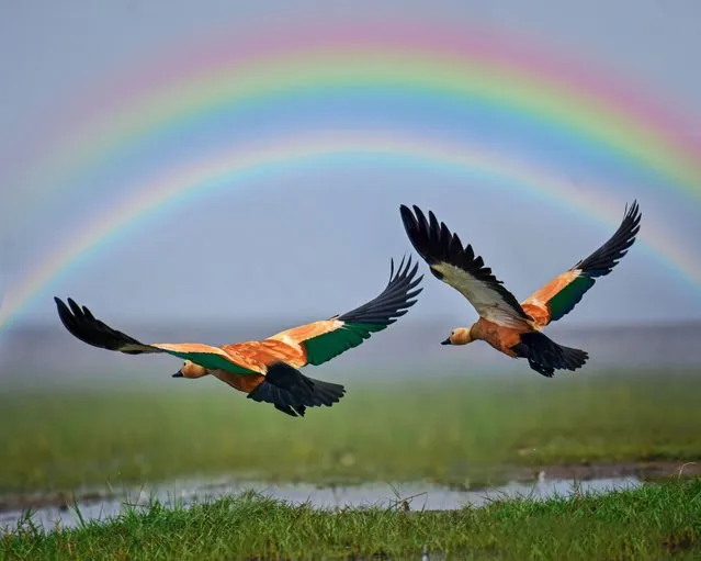 Two ruddy shelducks fly under a double rainbow in Odisha, India in July 2022. These birds are ruddy shelduck, known locally as the Brahminy duck. They have a wingspan of between 43 and 53 inches and stand at a maximum of 28 inches tall. (Photo by Suman Das/Media Drum Images)