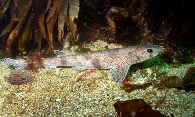 A small-spotted catshark. A study has revealed microfibres from fishing lines and nets, and materials from textiles were found in 67% of seabed-dwelling sharks in UK waters. (Photo by Charlotte Sams/Exeter University)