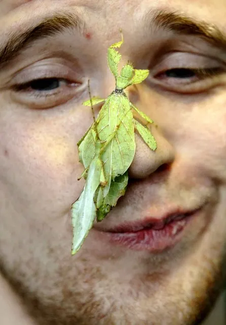 Zoo keeper Jeff Lambert poses with leaf insects during the annual stock take at London Zoo, January 3, 2013.  (Photo by Luke MacGregor/Reuters)