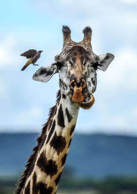 A bird is seen near a giraffe at the Maasai Mara National Reserve, which is home to dozens of species of wildlife such as lions, leopards, cheetahs, elephants, giraffes, zebras and antelopes, in Kenya on May 06, 2025. Every year, millions of wildlife animals migrate from the Serengeti National Park in Tanzania to the Maasai Mara, a natural habitat within Kenya's borders. (Photo by Gerald Anderson/Anadolu via Getty Images)