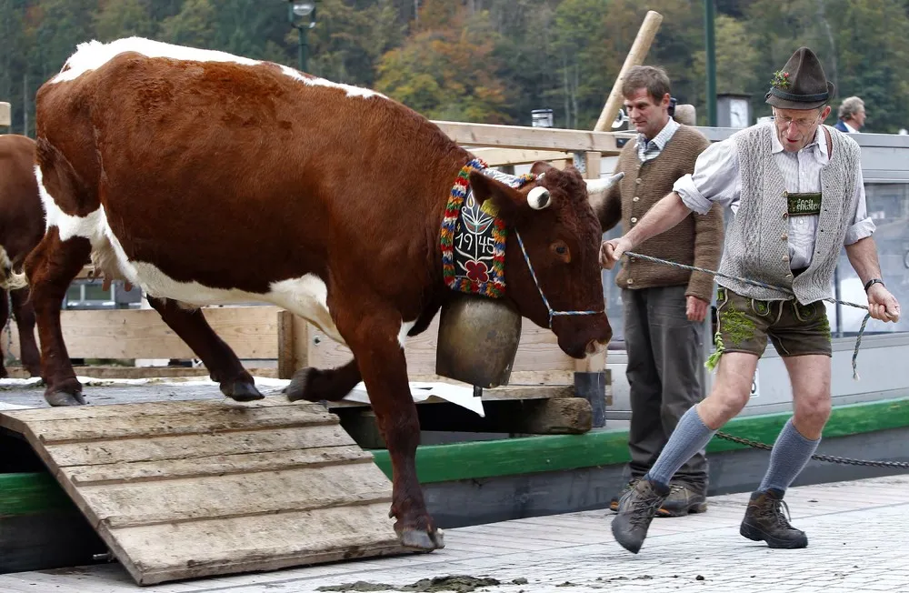 Bavarian's Almabtrieb Ceremony