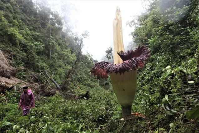 The Titan Arum flower (Amorphophallus titanum) locally known as corpse flower a high 4.39 meter bloomed at Palupuah Forest, Agam District, West Sumatra, Indonesia, on December 4, 2022. Titan Arum flower is endemic to rainforests on the Indonesian island of Sumatra. The West Sumatera Nature Conservation Agency (BKSDA) said this 4.39 M Titan Arum is one of the largest titan arum ever found blooming in the forest. (Photo by Adi Prima/Anadolu Agency via Getty Images)