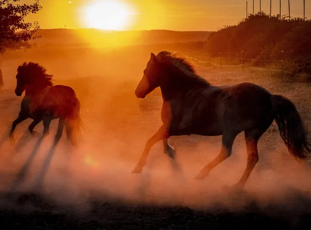 Iceland horses raise dust as they run in their paddock at a stud farm as the sun rises early Wednesday, August 5, 2020, in Wehrheim near Frankfurt, Germany. Germany expects a heat wave for the next few days. (Photo by Michael Probst/AP Photo)