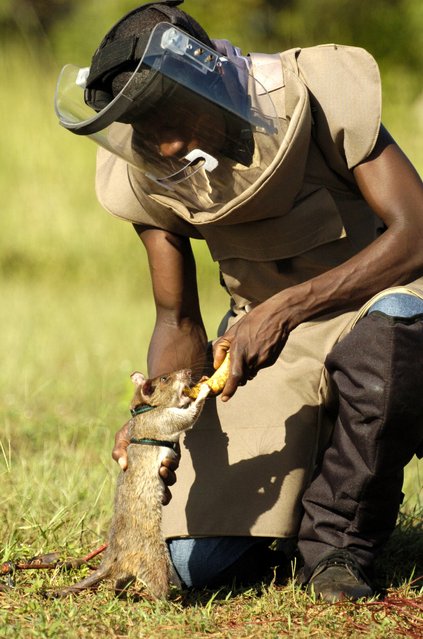 APOPOs Training Center, situated on Sokoine Univeristy of Agriculture (SUA) in Tanzania, was established in 2000 to accommodate training and testing of mine detection rats in near-to-real conditions. Rats learn to look for mines