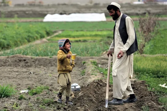 An Afghan farmer is offered tea by his son at a field in Bati Kot district of Nangarhar Province on January 12, 2023. (Photo by Shafiullah Kakar/AFP Photo)