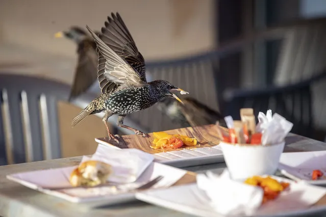 A starling rests on a restaurant table in Dublin, Ireland on January 27, 2023. (Photo by Tom Honan/The Irish Times)
