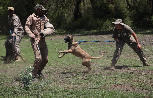 In this photo taken Wednesday, November 26, 2014 a dog is edged on to attack a “rhino poacher” left, in a simulation exercise showing training at an academy run by the Paramount Group, near Rustenburg, South Africa. (Photo by Denis Farrell/AP Photo)