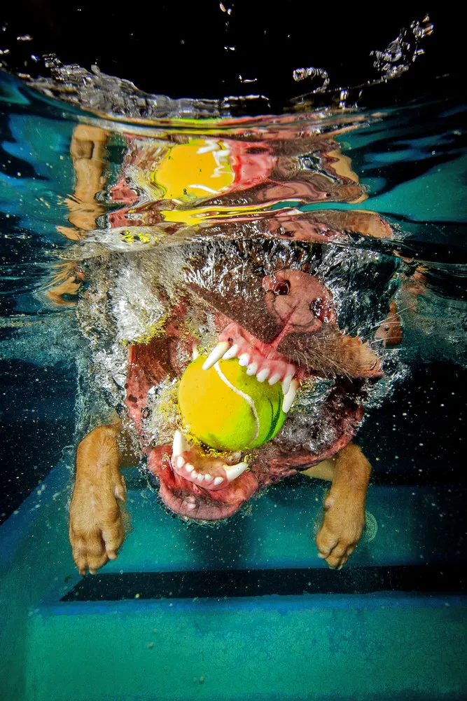 Underwater Hunters