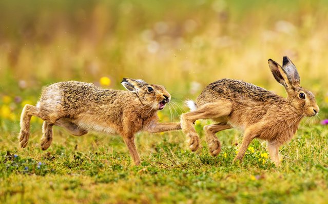 A hare that was grazing peacefully is suddenly chased by another on farmland near the market town of Oakham in Rutland in the East Midlands, UK in the last decade of August 2025. (Photo by Nick Holland/Solent News & Photo Agenc)