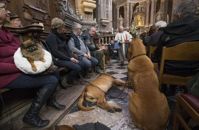 Dogs are seen among faithfuls during a religious service ahead of a blessing ceremony for animals at the Basilica of St Peter and Paul in Saint-Hubert, Belgium November 3, 2015. (Photo by Yves Herman/Reuters)