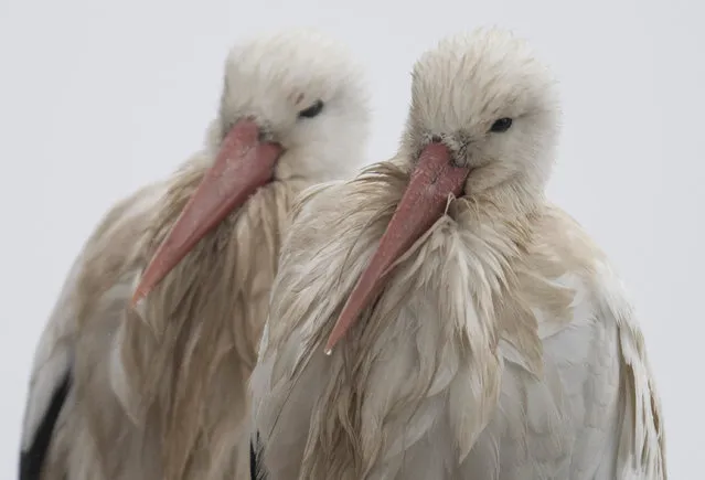 Two very wet storks sit on their nest in the Hessian Ried in Biebesheim am Rhein, Germany on March 8, 2023. Despite the adverse weather, the imposing migratory birds have already occupied their nests and begun courtship. (Photo by Boris Roessler/dpa via AP Photo)
