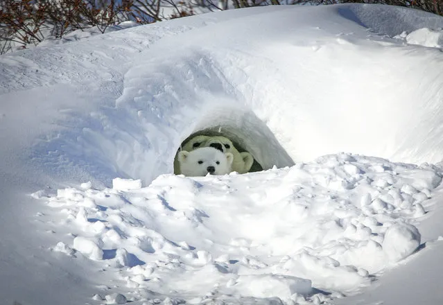 Polar bears coming out the den for the first time. (Photo by David Jenkins/Caters News)