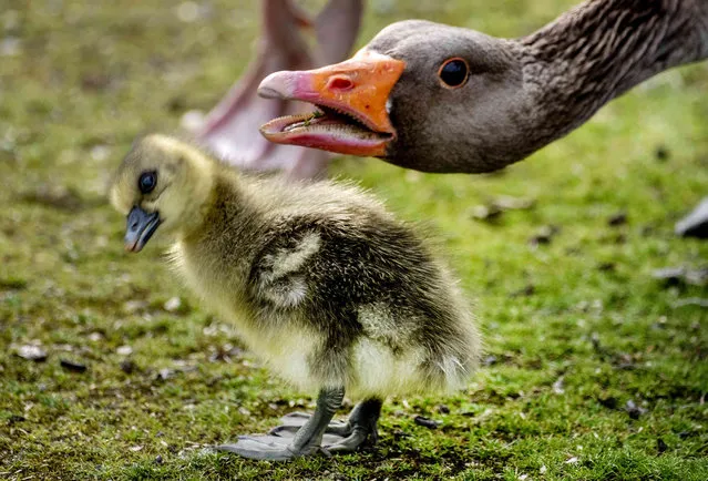 A goose and its gosling stand on a meadow in Frankfurt, Germany, Thursday, April 6, 2023. (Photo by Michael Probst/AP Photo)