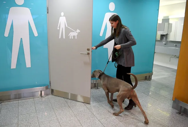 A Weimaraner called Moritz goes into a pet relief area at the Helsinki International Airpot in Vantaa, Finland on January 20, 2020. The Helsinki Airport has recently installed two pet relief areas for animals. The pet toilet has been designed with dogs in mind, but other pets are also welcome. (Photo by Jussi Nukari/Rex Features/Shutterstock)