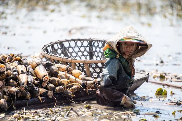 A farmer harvests the lotus roots at a lotus pond in the Lingjiaohu Village of Nanxian County, Yiyang City, Central China's Hunan Province on April 26, 2023. Farmers in Lingjiaohu Village of Nanxian County have recently been busy with harvesting lotus roots. (Photo by Xinhua News Agency/Rex Features/Shutterstock)
