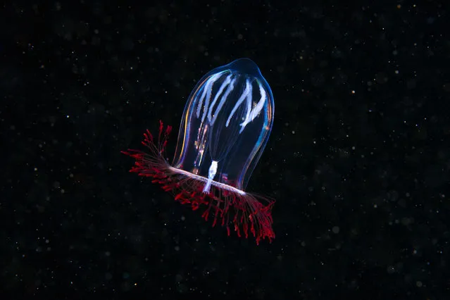 A Hydrozoan jellyfish. (Photo by Alexander Semenovs/Caters News)