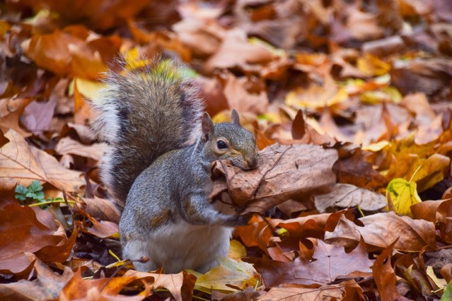 A grey squirrel collects dry fallen leaves for a drey on a mild autumn day in London, England on November 12, 2025. (Photo y Vuk Valcic/ZUMA Press Wire via Alamy Live News)