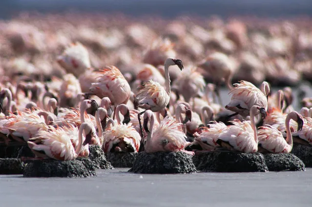 Lake Natron in Tanzania