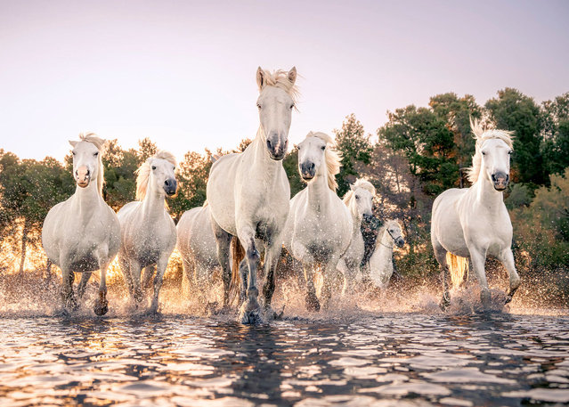 A herd of wild horses thunder through marsh water. The pictures of the Camargue horses were taken by Melanie Sharp in the marshes just outside the medieval walled French city of Aigues-Mortes in November 2025. (Photo by Melanie Sharp/Solent News & Photo Agency)