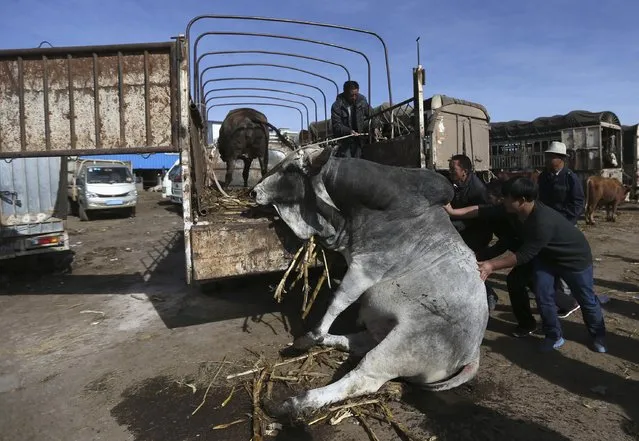 People try to push up a bull which fell over, at a livestock market in Songming, Yunnan province, January 23, 2015. (Photo by Wong Campion/Reuters)