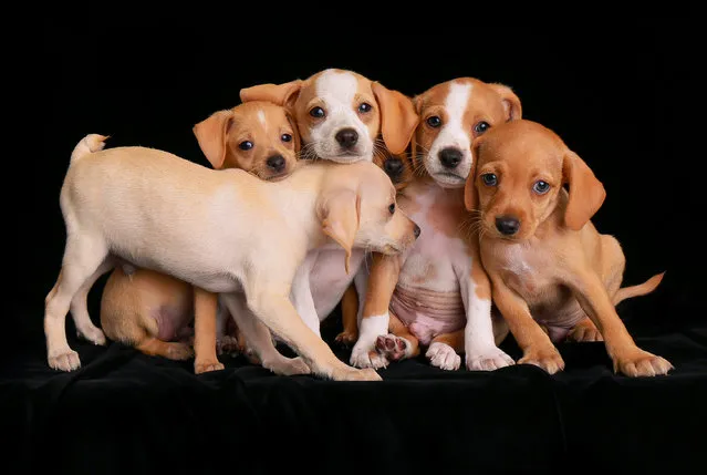 Second place, Puppies. Beagle mix puppies taken by Charlie Nunn in the US. (Photo by Charlie Nunn/Dog Photographer of the Year 2018)