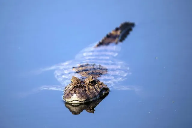 A broad-snouted caiman floats in the waters of the Piratininga Alfredo Sirkis Waterfront Park that uses natural techniques for grouping aquatic plants that filter water from the watersheds that flow into the Piratininga Lagoon, in Niteroi, Brazil, Wednesday, June 28, 2023. (Photo by Bruna Prado/AP Photo)