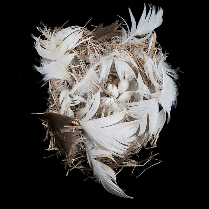 Bird Nest by Sharon Beals Part 2