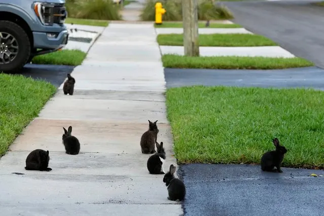 Rabbits gather on the sidewalk, Tuesday, July 11, 2023, in Wilton Manors, Fla. The Florida neighborhood is having to deal with a growing group of domestic rabbits on its streets after a breeder illegally let hers loose. (Photo by Wilfredo Lee/AP Photo)