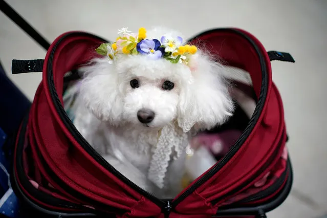 A toy pooddle sits in a stroller at the “Interpets” international pet fair in Tokyo, Japan, 01 April 2021. (Photo by Franck Robichon/EPA/EFE)