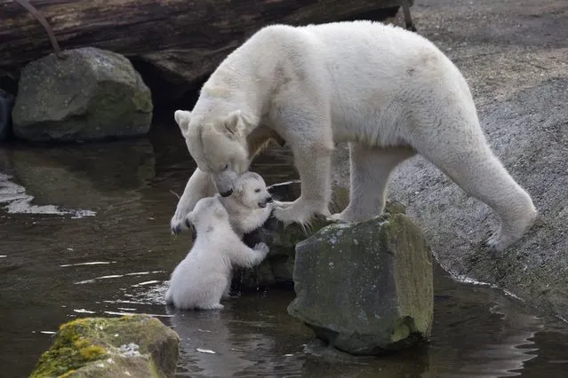 A polar bear mother helps her cubs get out of the water as they venture outside their enclosure for the first time since they were born at Ouwehands Zoo in Rhenen, Netherlands, Thursday, February 19, 2015. Three cubs were born Nov. 22, 2014 but one of the triplets died soon after birth, the cub's mother and grandmother live at the zoo, their father now lives at the Yorkshire Wildlife Park in England. (Photo by Peter Dejong/AP Photo)