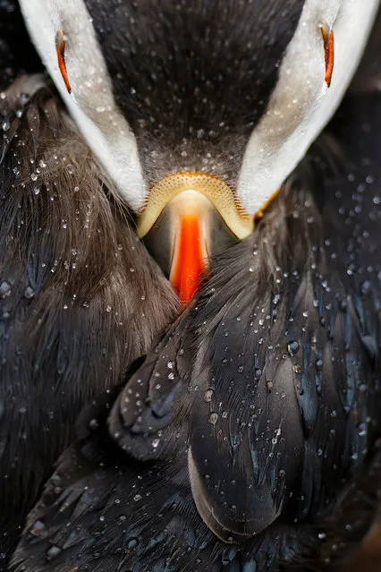A detail of a puffin on Skomer island in Wales won Mario Suarez Porras a prize in animal portraits. (Photo by Mario Suarez Porras/2016 National Geographic Nature Photographer of the Year)
