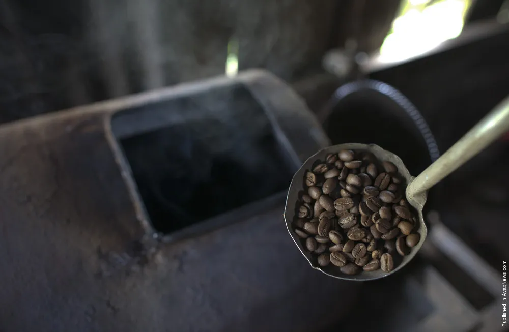 Kopi Luwak vs Asian Palm Civet