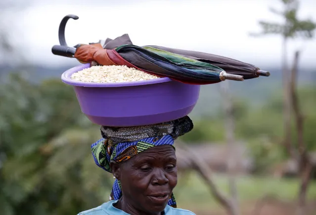 A woman carries maize she has bought and umbrellas near Malawi's capital Lilongwe, February 2, 2016. Late rains in Malawi threaten the staple maize crop and have pushed prices to record highs.About 14 million people face hunger in Southern Africa because of a drought  exacerbated by an El Nino weather pattern, according to the United Nations World Food Programme (WFP). (Photo by Mike Hutchings/Reuters)