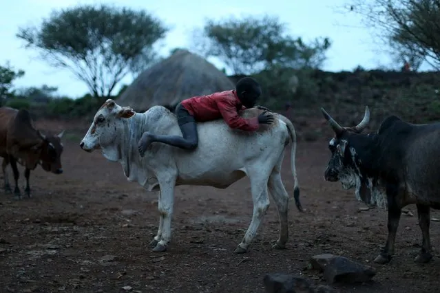 A boy climbs on the back of a cow near his home the day before an initiation ceremony for young men in Baringo County, Kenya, January 19, 2016. (Photo by Siegfried Modola/Reuters)