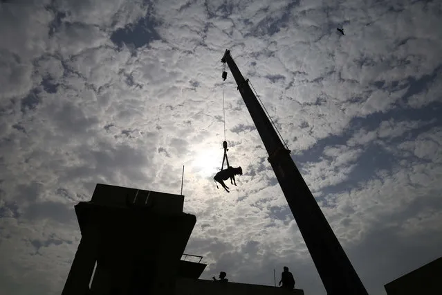 People use a crane to load sacrificial animals to their roof top, ahead of the Muslim festival Eid Al-Adha, in Karachi, Pakistan, 11 July 2021. Millions of Muslims around the world prepare to celebrate one of the biggest Muslim religious festivals of Eid al-Adha by slaughtering goats, sheep and cattle in commemoration of the Prophet Abraham's readiness to sacrifice his son to show obedience to Allah. (Photo by Shahzaib Akber/EPA/EFE)