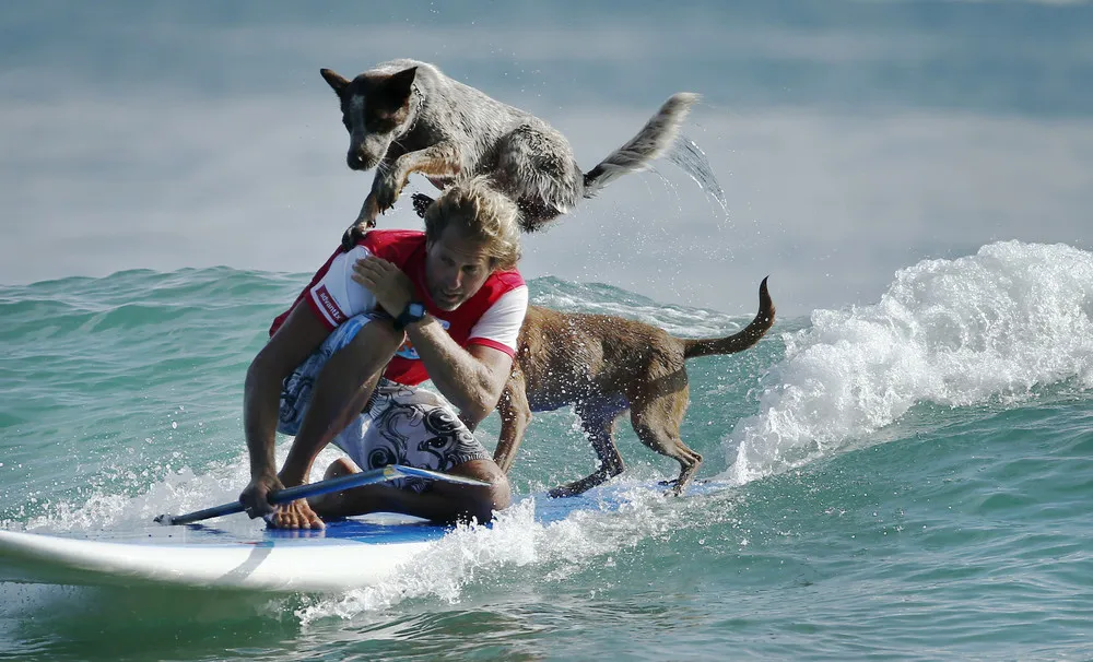 Surfing with Dogs