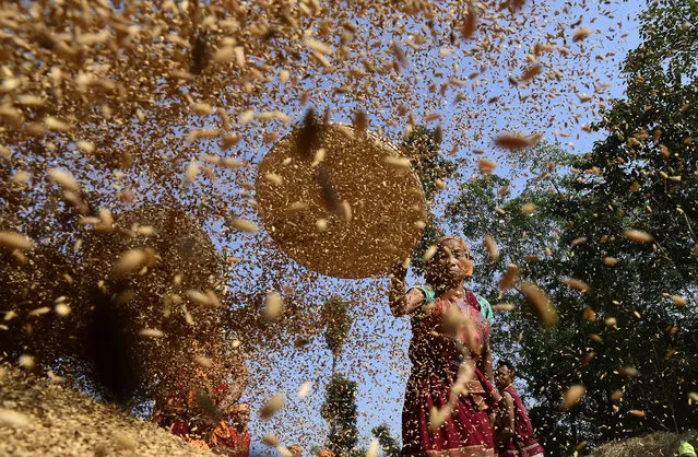 Tiwa men and women separate dust from paddy for making Maiphur (paddy bags) in their Jhum field during the Mai Pathala Misawa ritual in Karbi Anglong district of Assam, India, 09 January 2019. Tiwa tribe depend economically on the collective effort of the tribe, especially in the post harvest agricultural work with mutual dependence between the tribe members in preserving the grains for future consumption. Instead of granaries, Tiwa tribes keep the grains inside bundles of straw with bamboo strips called “Manipur”. Tiwa is one of the major tribes of Assam living in Morigaon and Karbi Anglong districts of Assam state. (Photo by EPA/EFE/Stringer)